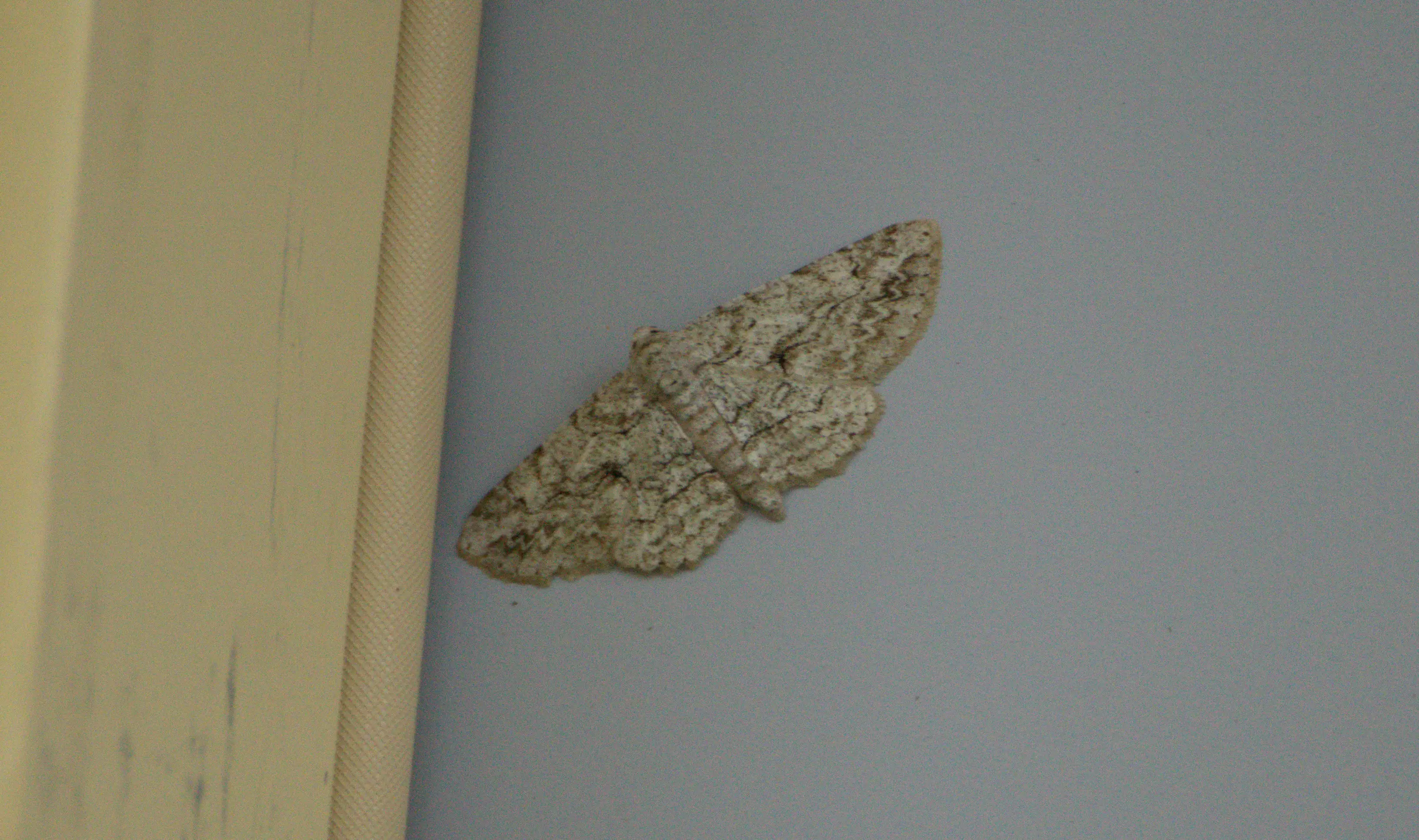 Bark Moth